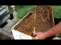 Honeybee Colony ReQueening New Method DurhamsBeeFarm.com