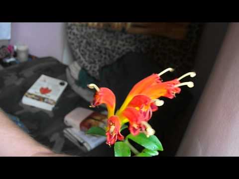 Header of Aeschynanthus speciosus
