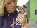 TOO CUTE FOR WORDS!!! Adorable and sweet senior Chi mix needs a home!RESCUED!!!