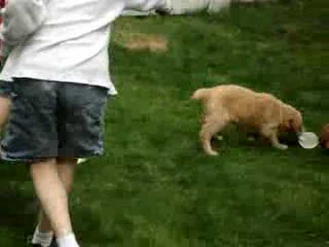 Golden Retriever Puppies golden retriever puppies in the snow. Golden Retriever Puppies