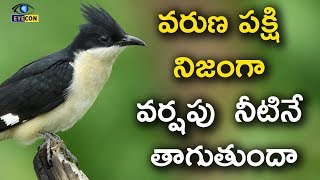 వరుణ పక్షి నిజంగా వర్షపు నీటినే తాగుతుందా! Amazing Facts about jackobin Cucukoo | Eyeconfacts