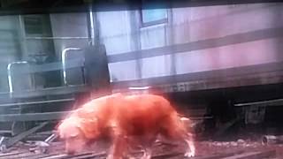 Homeward Bound Trailer 1