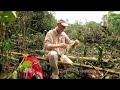 Rainforest Tribes Declare War on Big Oil Destroying Rainforest, Very Sad
