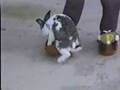 SESSO TRA ANIMALI 2 !!!!