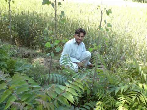 poshtu sad song wajib