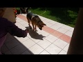 Funny dog tries to stomp out his shadow.