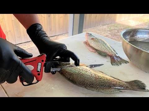 How to Clean Crappie - Bubba Cordless Electric Fillet Knife