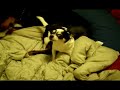 Chihuahua Goes Nuts