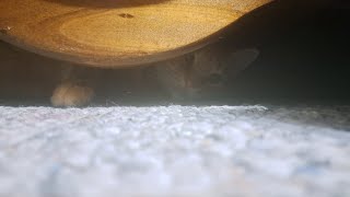 A Monster Emerges From His Cave