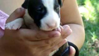 Macho Bullterrier Standar Black And White