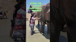 Giving The Elephant A Mud Bath
