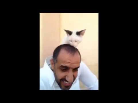 قصة وفاء قطة