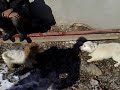 بازی کردن پا کوتا با توله سگ