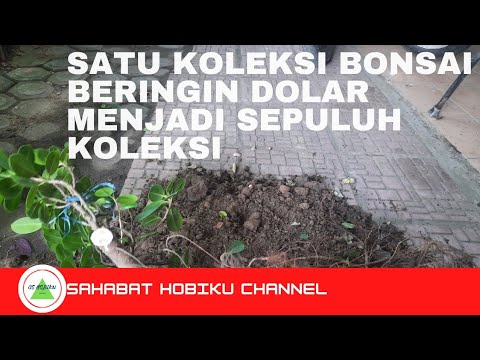 Membuat koleksi bonsai beringin dolar dari bahan hibah Tetangga #blajarbonsai  #bonsaiberingindolar