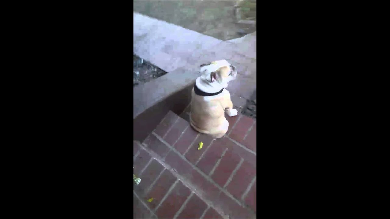 waiting for owner maxresdefault jpg waiting for owner maxresdefault jpg