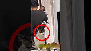 El Gato Ha Perdido Su Vida