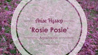 Rosie Posie Agastache | Walters Gardens