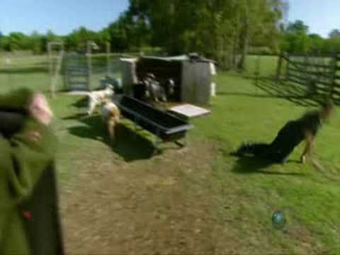 Mythbusters Kari strips to try to make goats faint