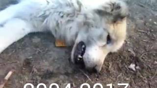 Лучший Друг Человека Спи Мой Друг