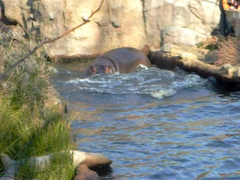 王子動物園　カバの親子（ナミコとナナミ）