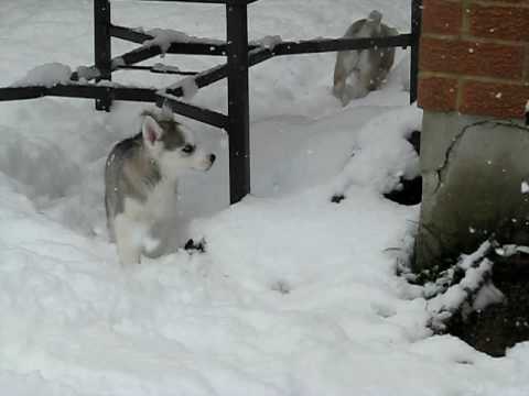 Siberian Husky Puppy Snow.