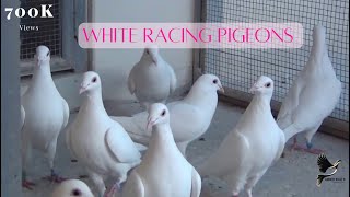 Exotic White Racing Pigeons.