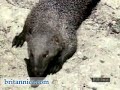Mongoose Attacking an Asian Cobra