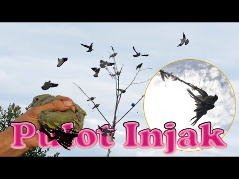 Berburu Punai Kalimantan - Belajar Pasang Pulot Injak