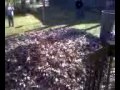 I jump in big leaves