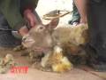 Stuck in Vermont 124: Sheep Shearing School