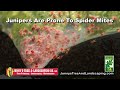 Protecting Your Trees: Combat Spider Mites, Scale Insects, and Aphids