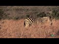 Zebras: Nature's Ultimate Prey - Horrifying Planet