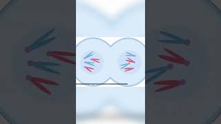 Mitosis Vs Cytokinesis The Cell Division Showdown