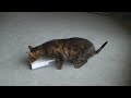 Bengal Cat beats automatic clockwork cat feeder !