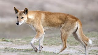 Динго – главный хищник Австралии! Интересные факты о диких собаках динго.
