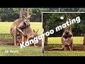Kangaroo mating | Animal mating| Australian wildlife |Animal world