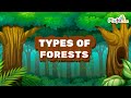 Types of Forests in India - Coniferous, Evergreen, Deciduous, Mangrove || #forests #kids #plufo