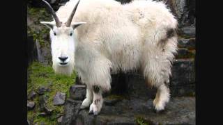 Watch Mountain Goats Last Man On Earth video