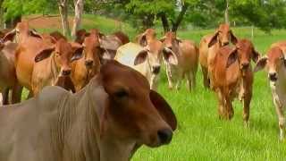 Diferentes Razas Bovinas Angus, Blonde D Aquitaine, Pardo Suizo, Jersey - Por Juan Gonzalo Angel