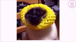 Cute cats wearing Super funny costumes