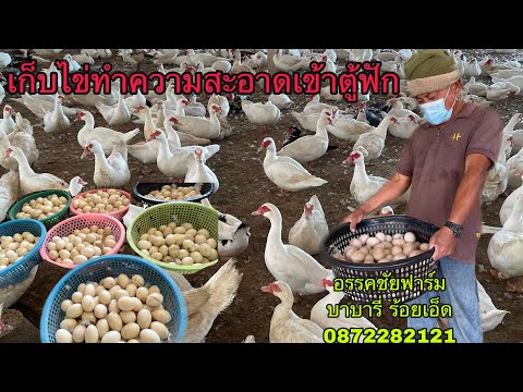 เก็บไข่เป็ดบาบารี่อรรคชัยฟาร์มเข้าตู้ฟัก