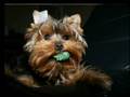 Video Yorkshire Terrier