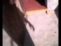Foto pequena LG KP 215
