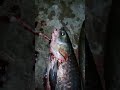 image Ikan Kepala Besar Raksasa Plus Tongsang