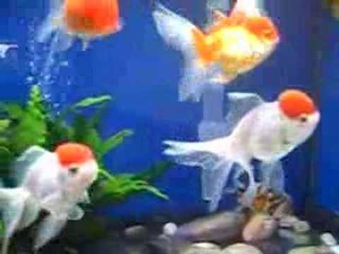 evil goldfish cartoon. My Gold fish aquarium