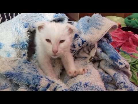 Воронеж котята в хорошие руки Воронеж котята в хорошие руки