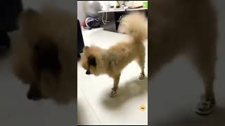Prikol It Videoları Komik Köpek Videoları