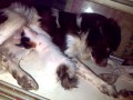 image Anjing Perawanku Menyusui Kucing