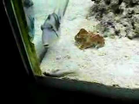 eautiful fish in the sea! beautiful fishes in sea. eautiful fish in the sea!