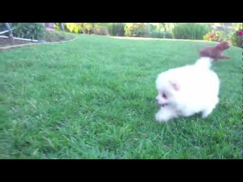pomeranian puppies for sale in albuquerque west highland terrier puppies san diego videolike pomeranian puppies for sale in albuquerque west highland terrier puppies san diego videolike